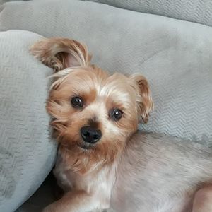 Meet your Posher, Sammy